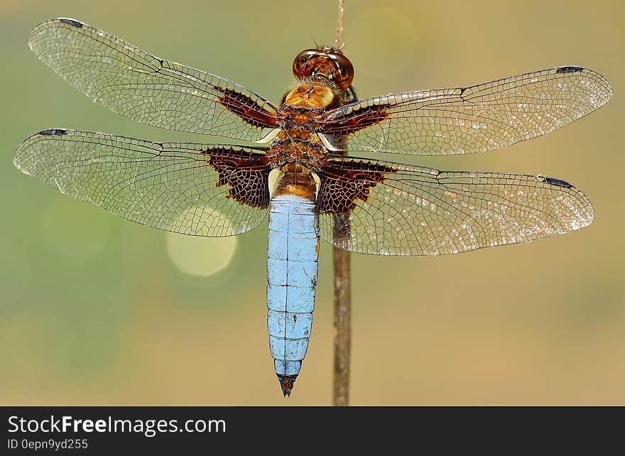 White and Brown Dragonfly on Stick