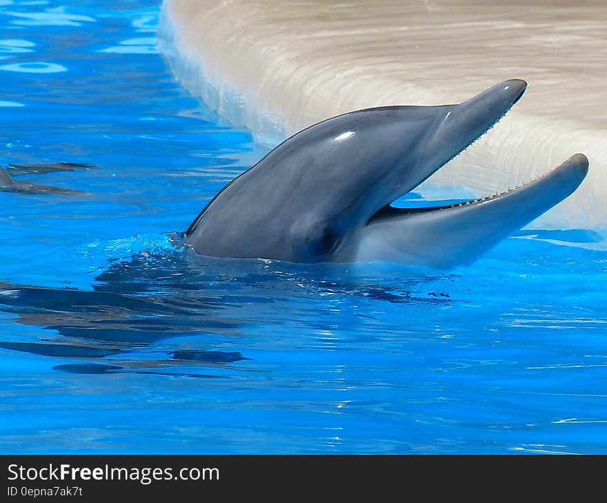 Dolphin Facing Upward