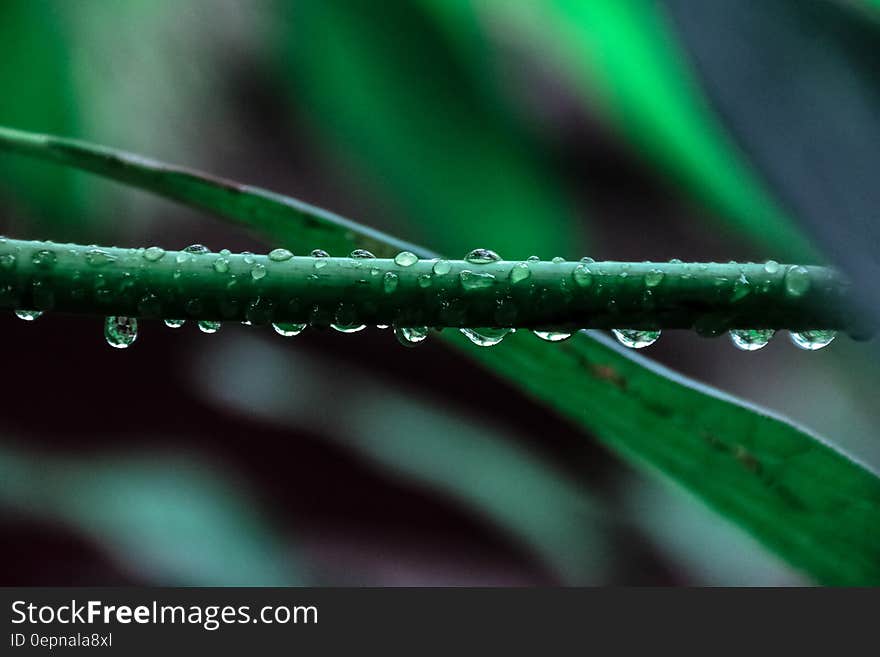 Macro Photography of Green Leaf Plant