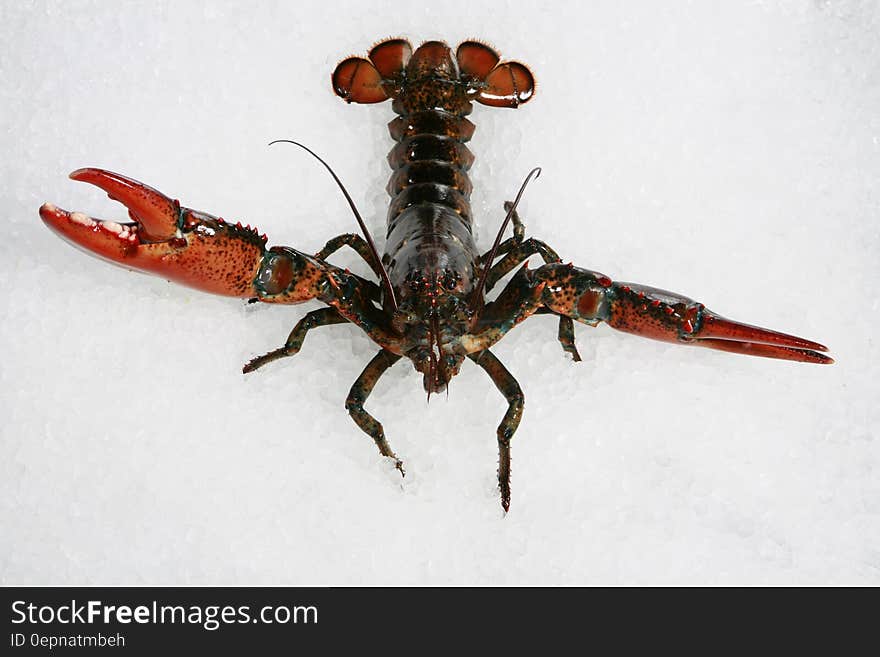 Portrait of crayfish on white.