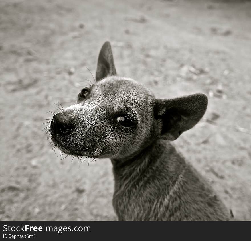 Short Coated Puppy Grayscale Photo