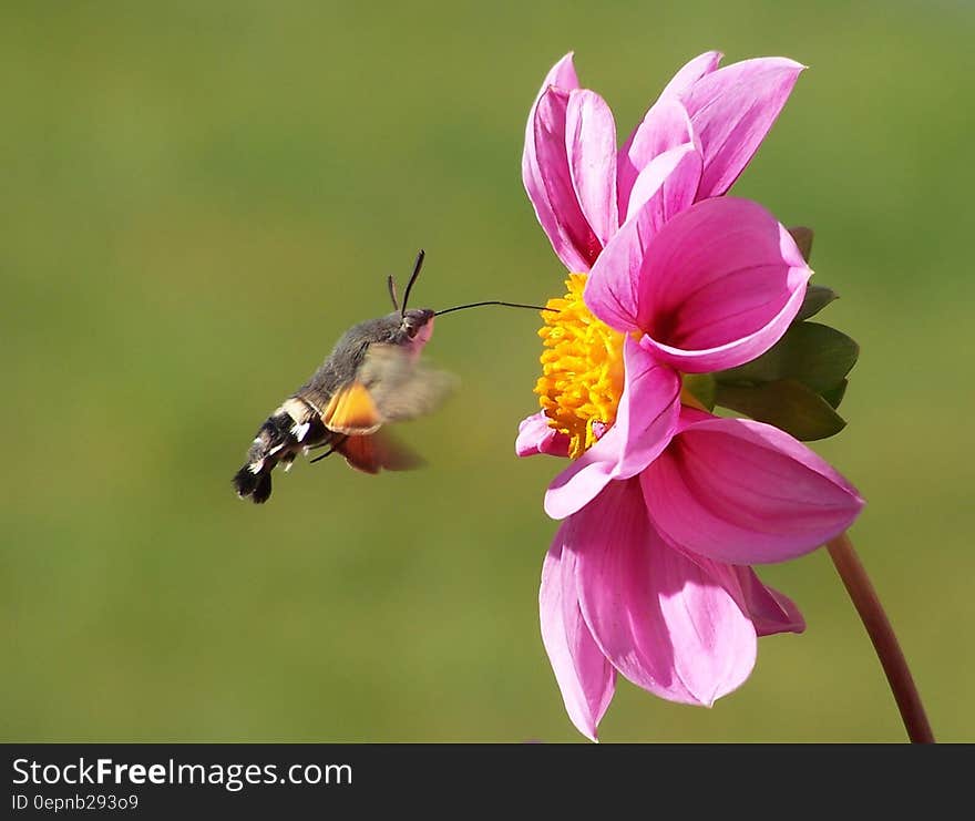 Moth Hovering by a Pink Zinnia