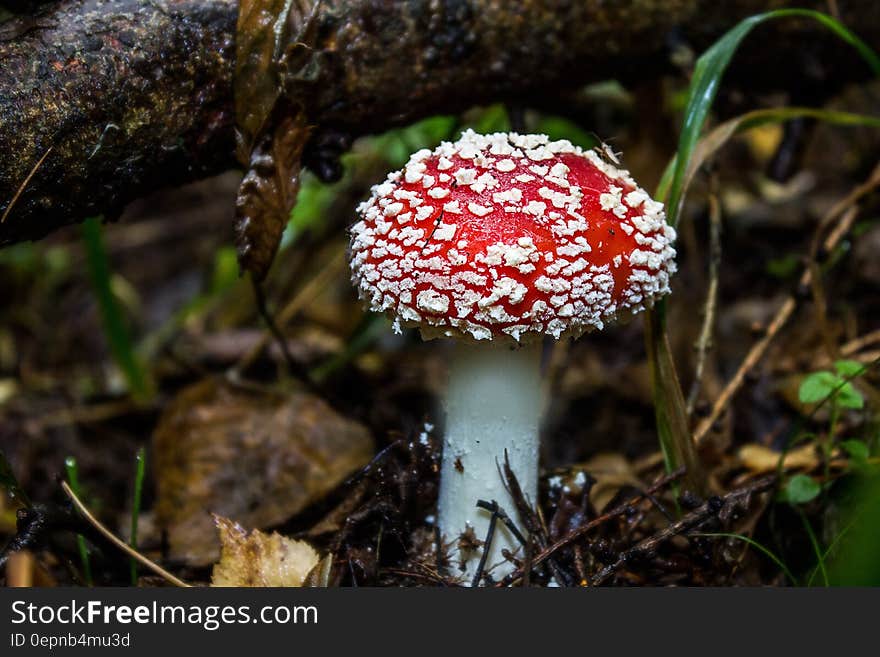 A close up of a fly agaric mushroom in the forest.