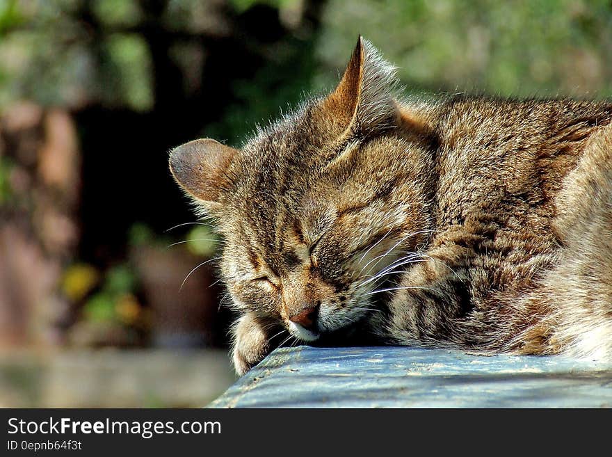 A cat sleeping in sunlight.