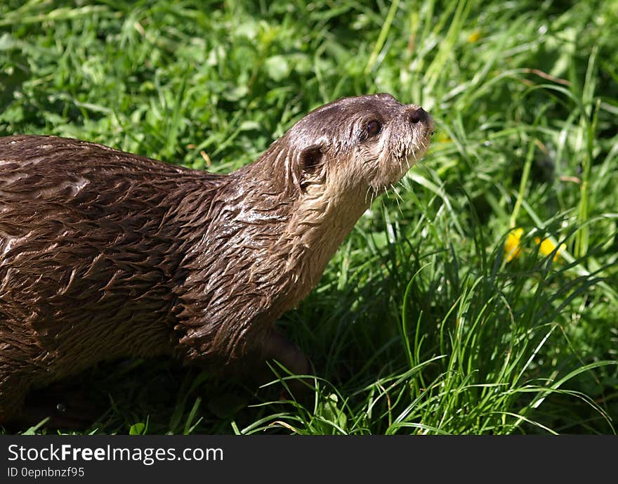 A wet otter on grass on a sunny day.