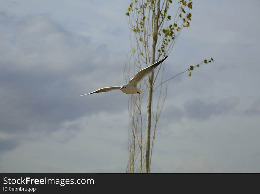 A seagull flying by a tall tree with a thin trunk. A seagull flying by a tall tree with a thin trunk.