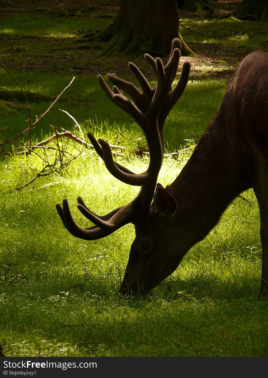 Deer Eating Grass during Daytime