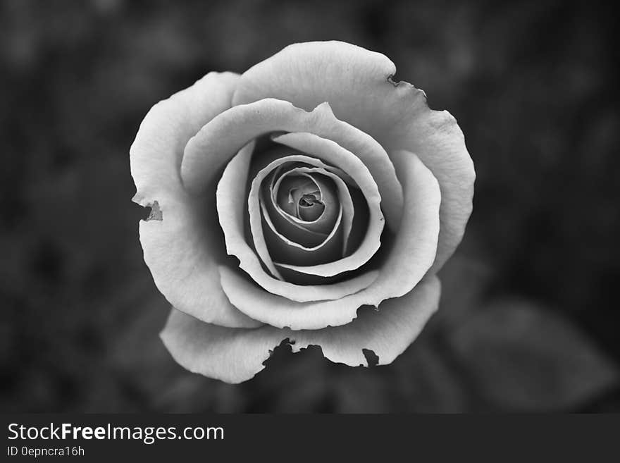 A close up shot of a black and white rose.