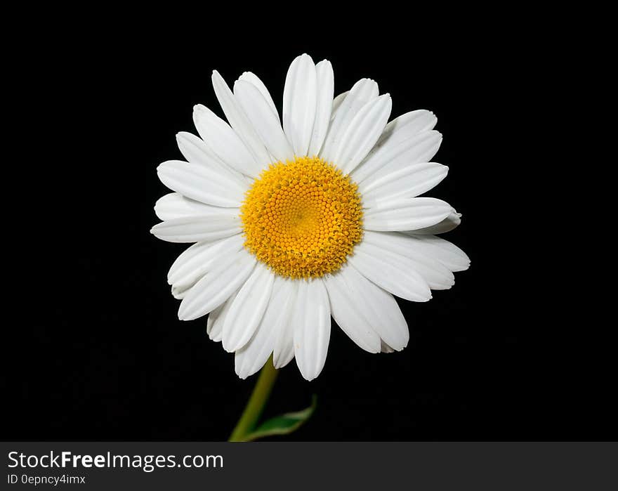 A close up shot of a daisy on a black background.