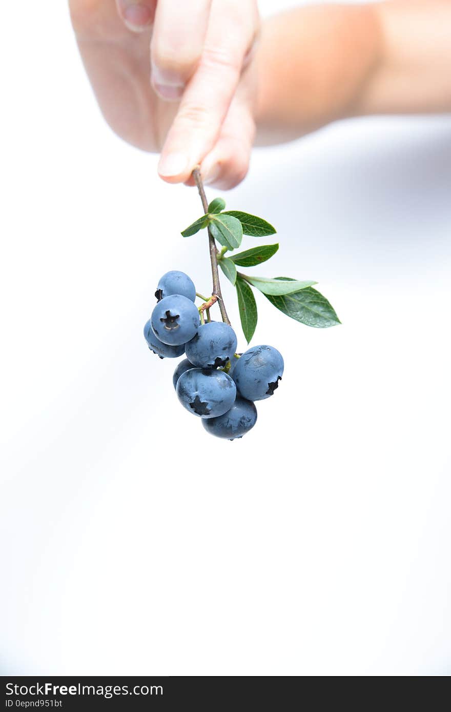 Person Holding Black Currants