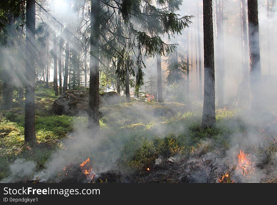 Silhouette of Bare Trees Surrounded Fire at Daytime