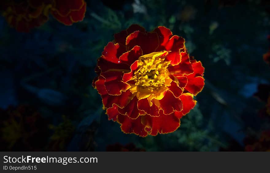 Red and Yellow Full Bloomed Flower