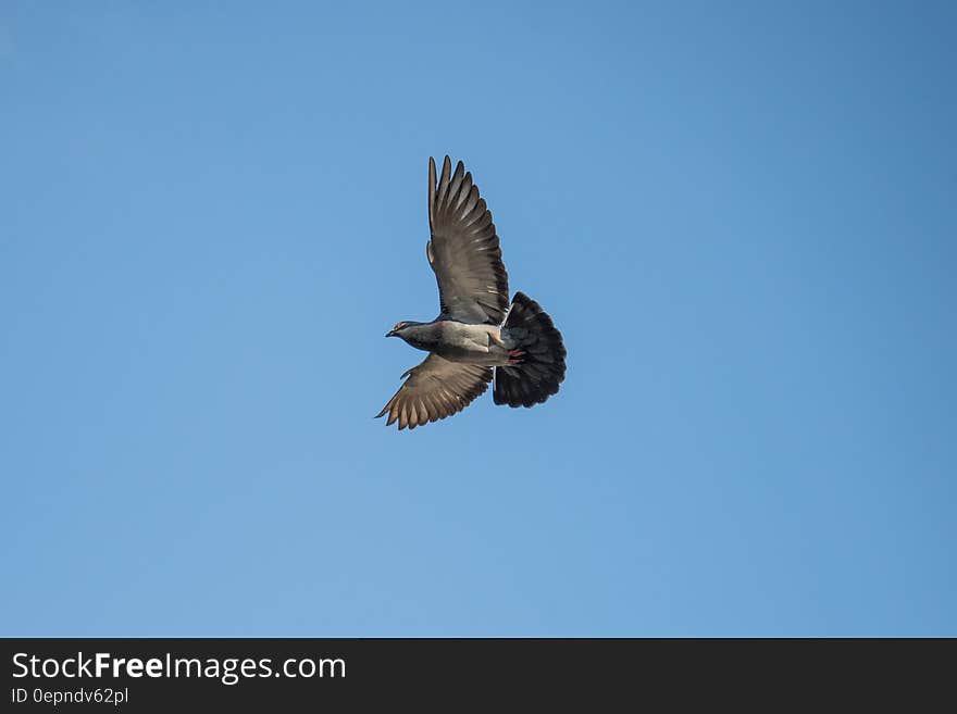 Gray and Black Bird Flying