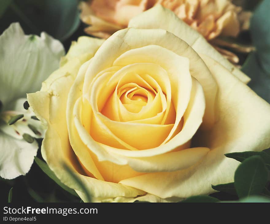 Closeup of pale yellow garden rose with delicate petals, mainly dark green background. Closeup of pale yellow garden rose with delicate petals, mainly dark green background.