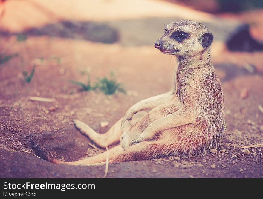 Tan and Grey Animal Sitting on Ground