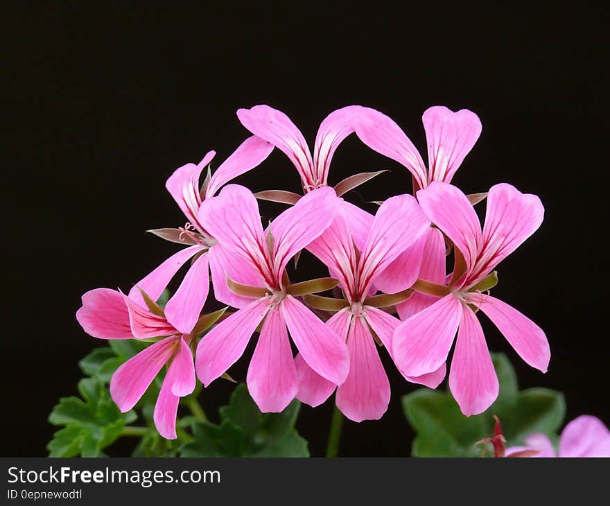 Closeup of dainty pink geranium flowers, with fine structure showing, on a plant with green leaves, black background.