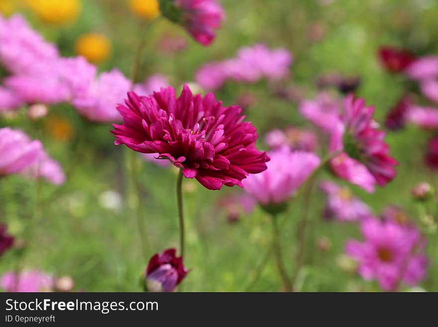 Red Petaled Flower Blooming during Daytime