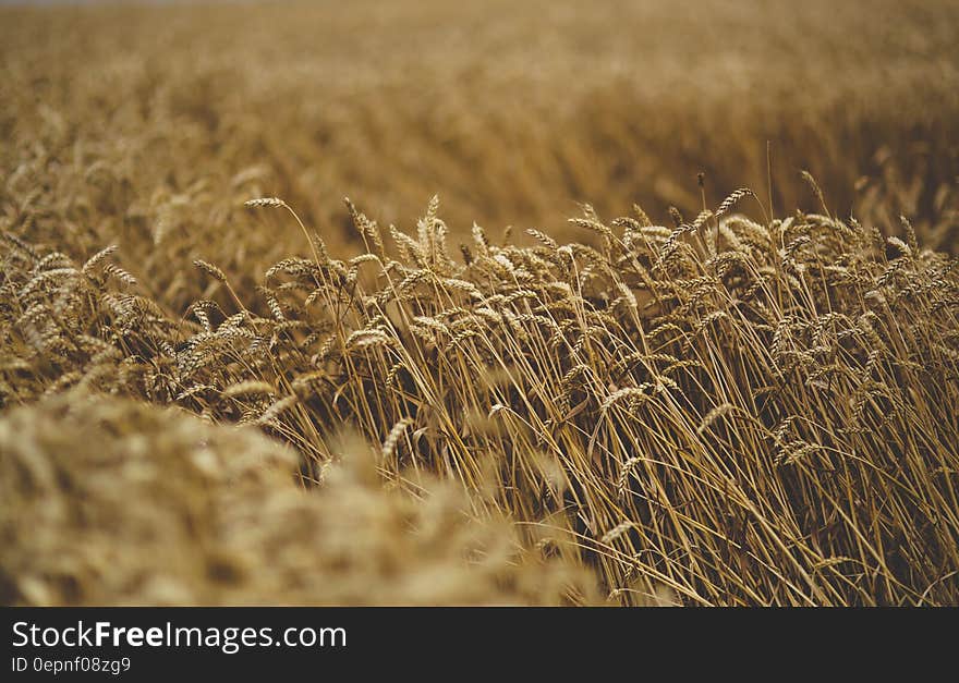 Cereal moving by the wind