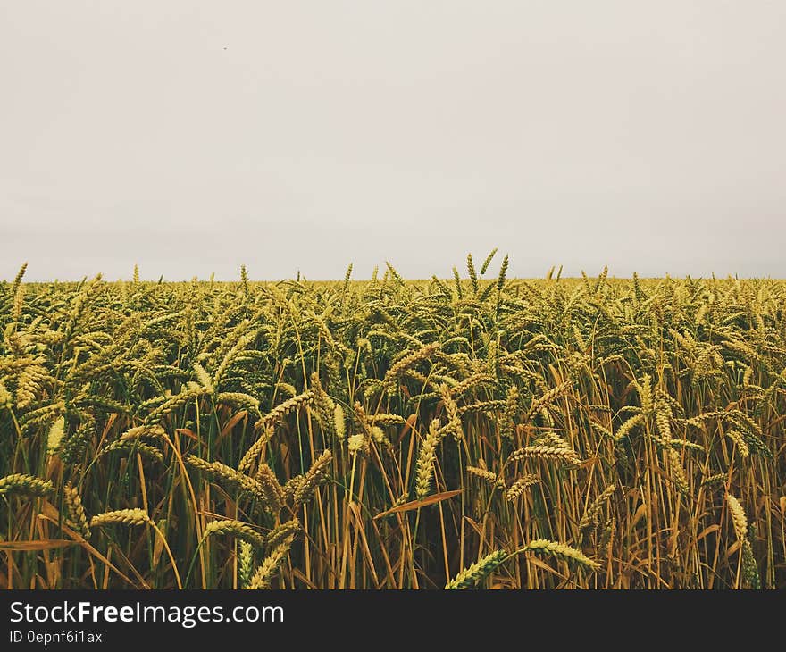 A field of cereal plants with overcast skies. A field of cereal plants with overcast skies.