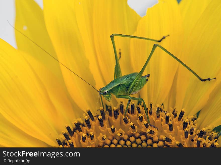 Green Grasshopper on Yellow and Black Flower