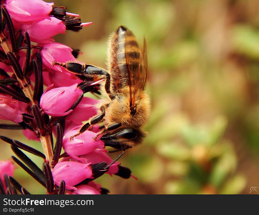 Close Up Photo of Honeybess Perching on Pink Flower Buds