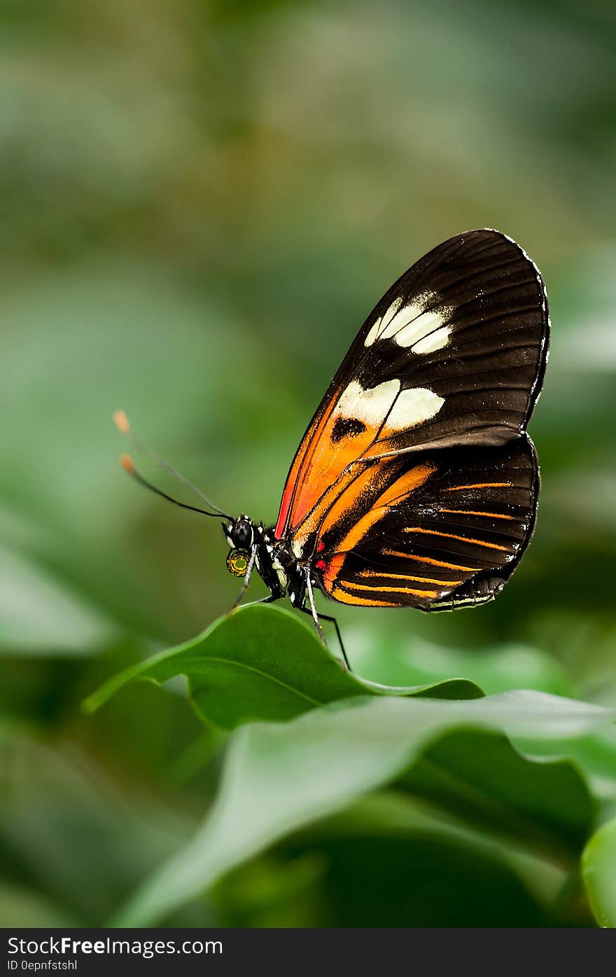 Orange White and Black Butterfly on Green Leaf