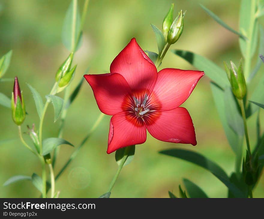 Red Flower Macro Photography