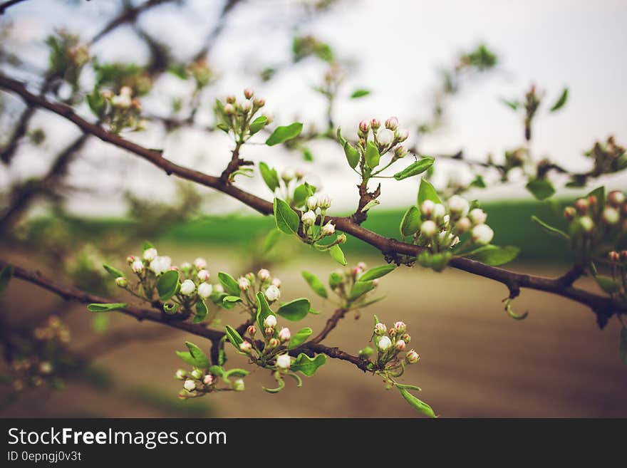 Apple tree flowers