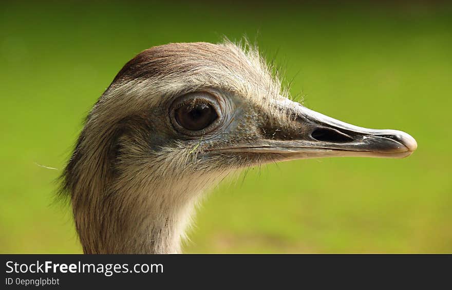 Close Up Photo Graphy of Ostrich Head