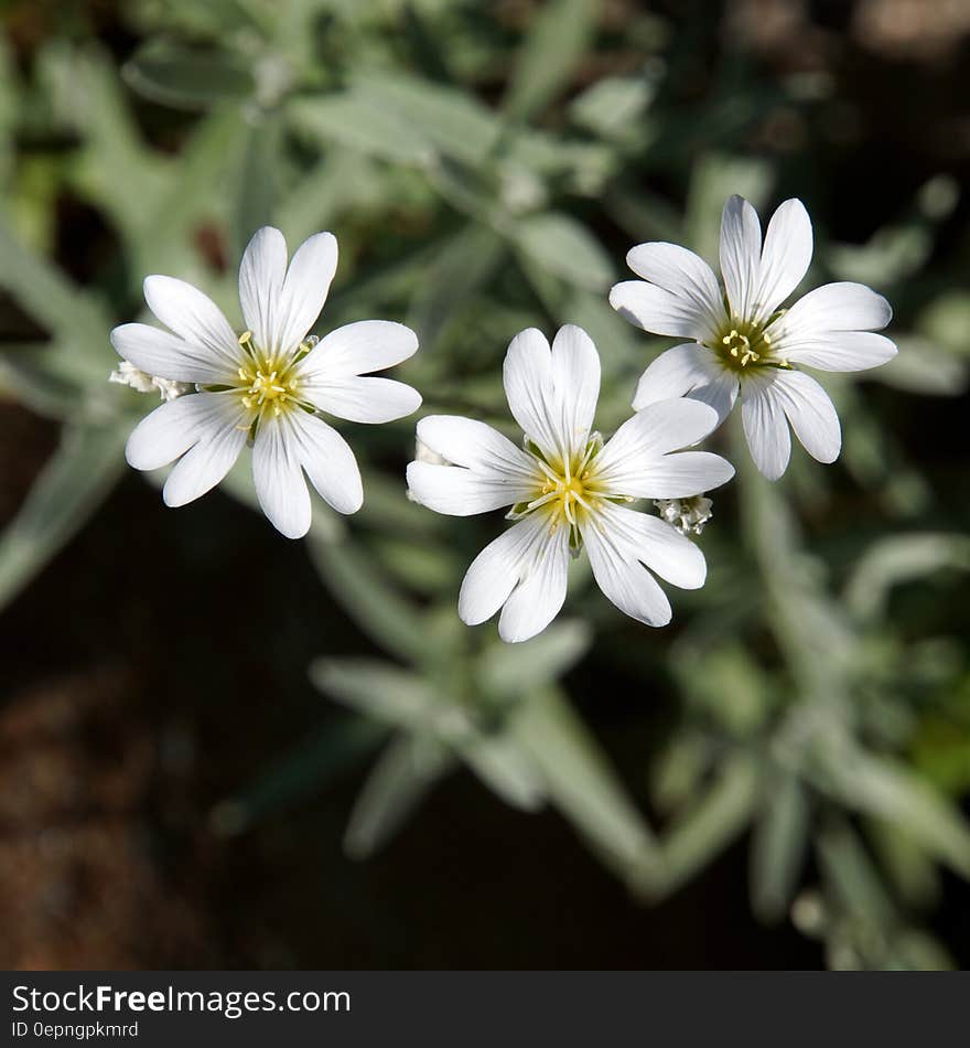 A trio of small white blossoms. A trio of small white blossoms.