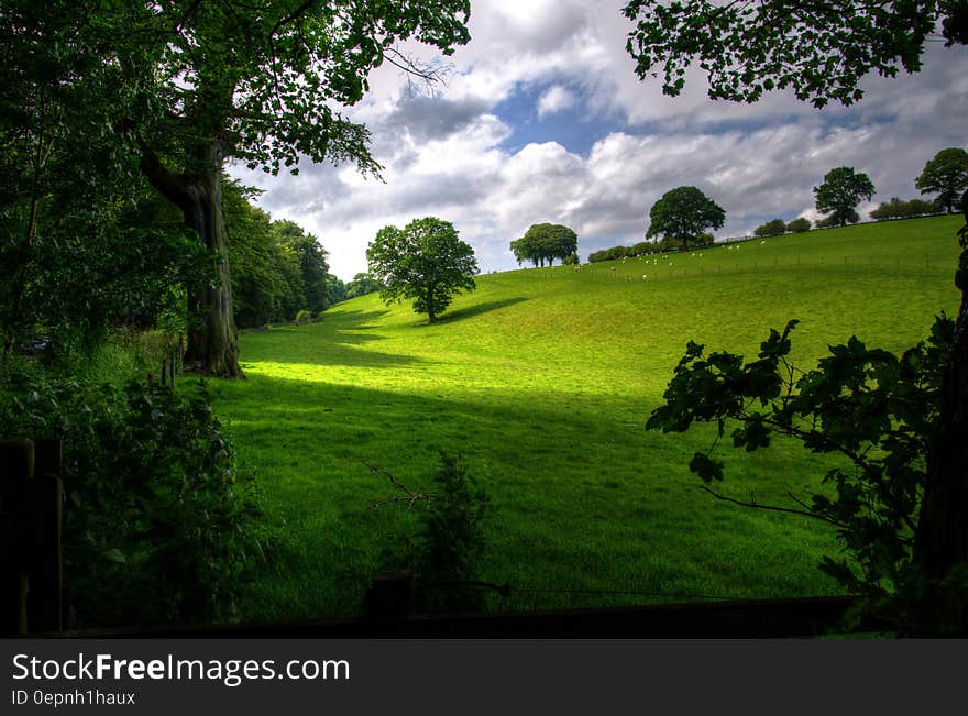 Green Hill With Tree Under White Clouds and Blue Sky during Daytime