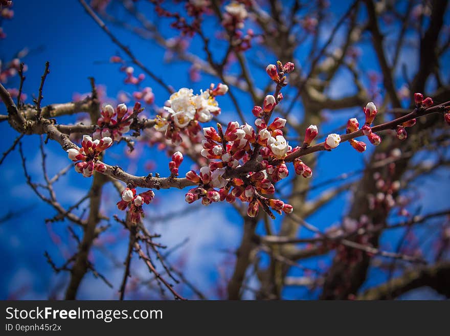 White and Red Petaled Flower