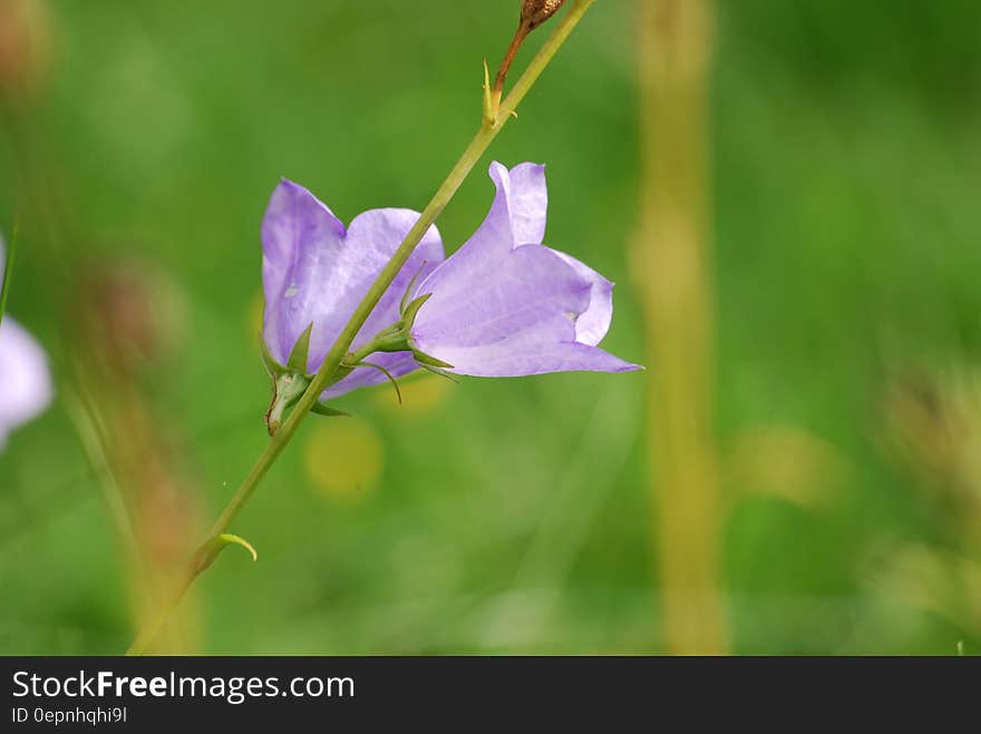 Close up of purple bellflowers on green stem in sunny garden. Close up of purple bellflowers on green stem in sunny garden.