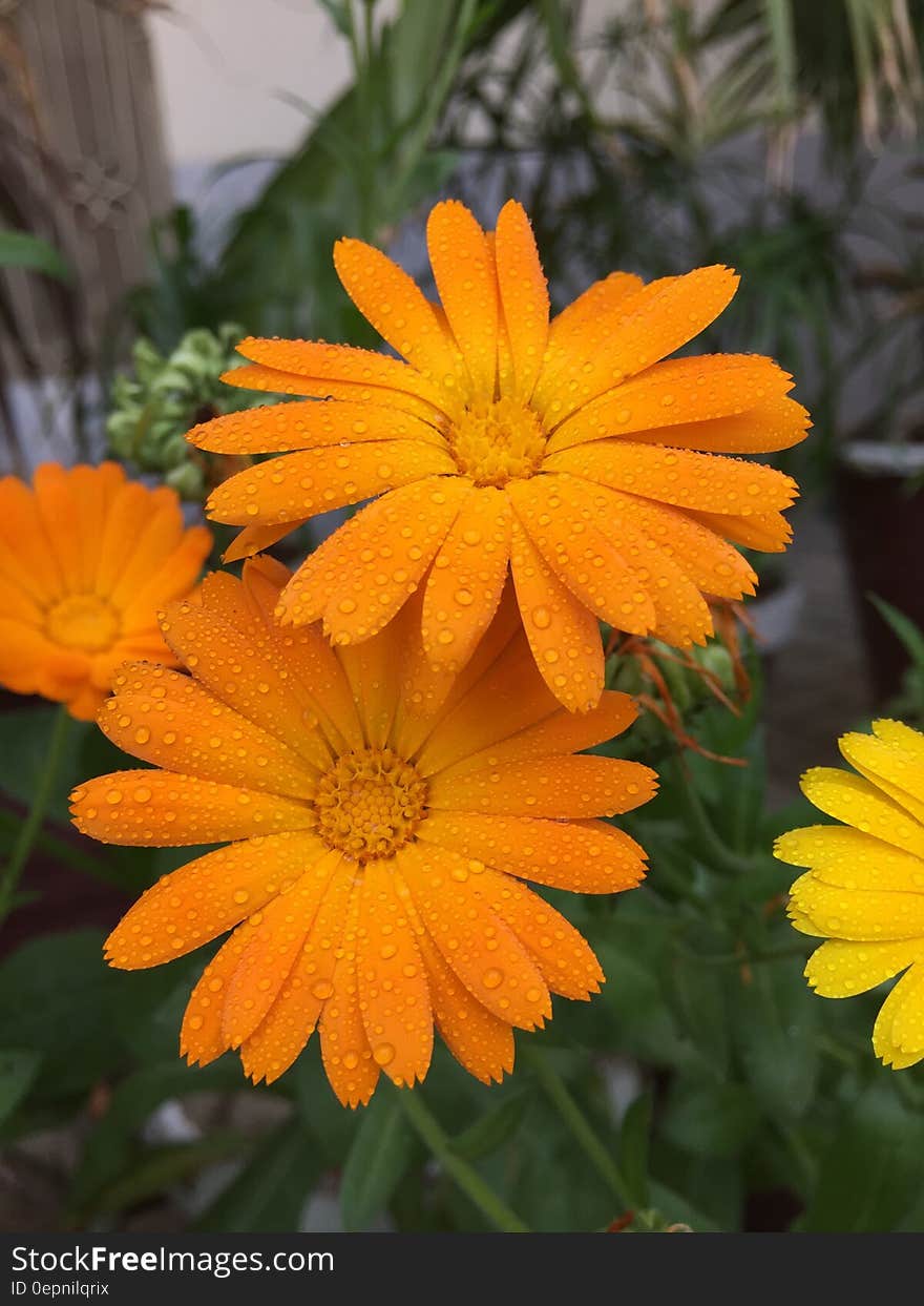 Orange Petaled Flower