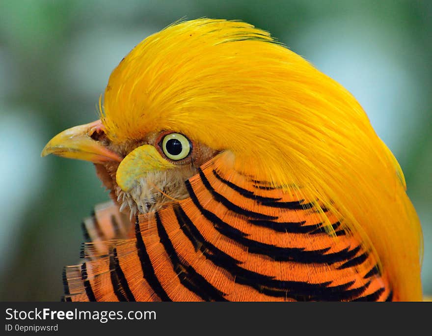 Yellow Black and Orange Bird Head