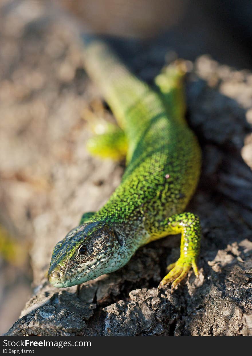 Green Speckled Lizard on Grey Rock