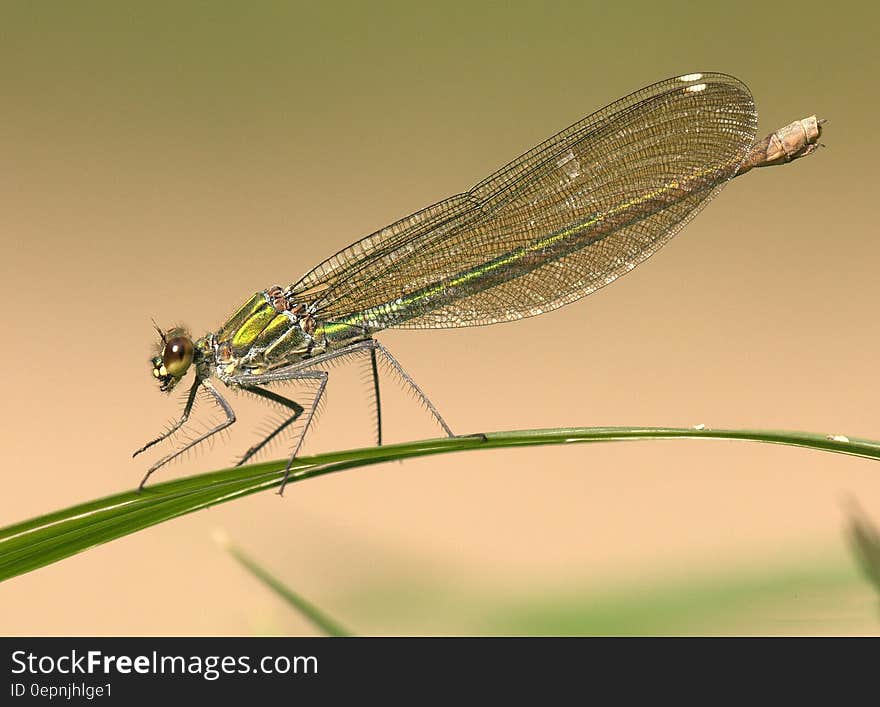 Green Dragonfly on Green Grass