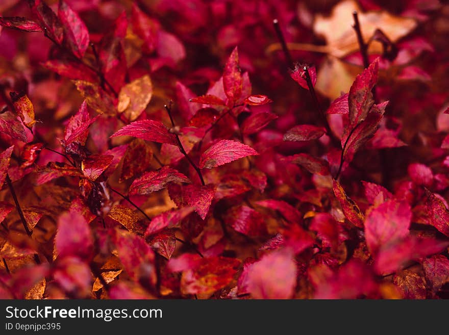 Red Leaf Plant