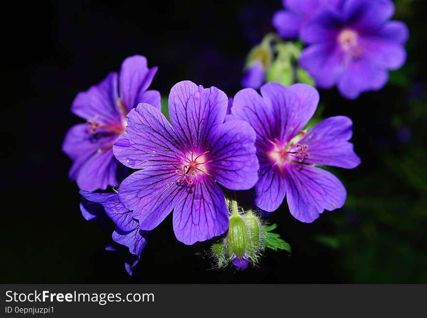 Purple 5 Petaled Flower Close Up Photography