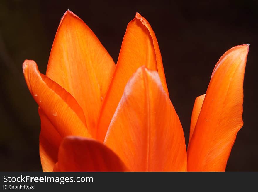 Orange Flower in Bloom