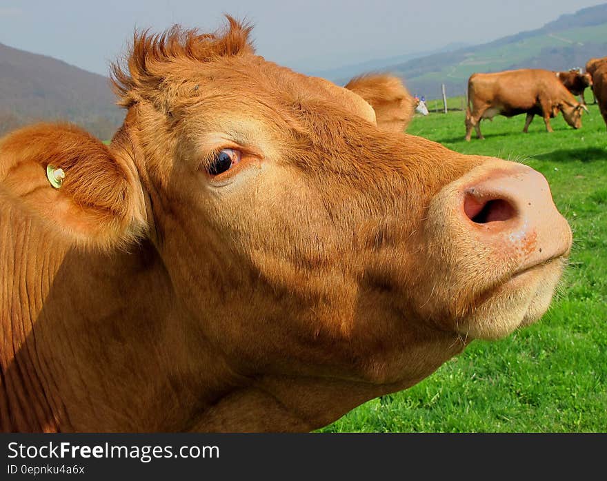 Brown Cow in Green Grass Field