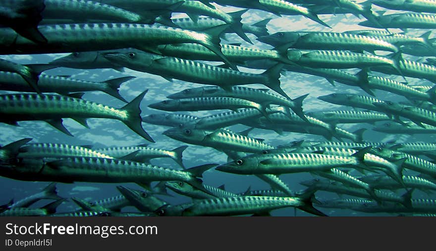 Gray and Silver School of Fish Underwater Photography