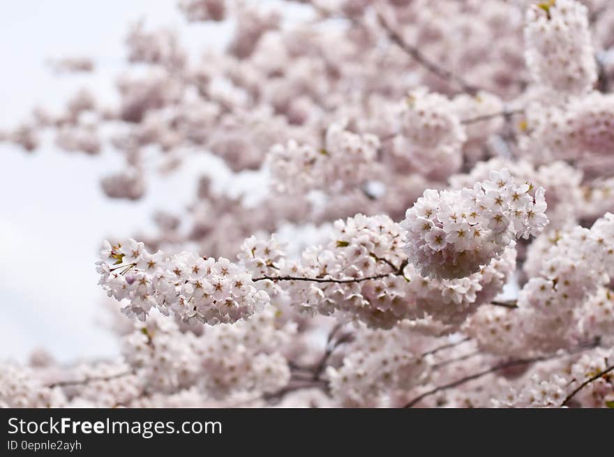 White Flowers