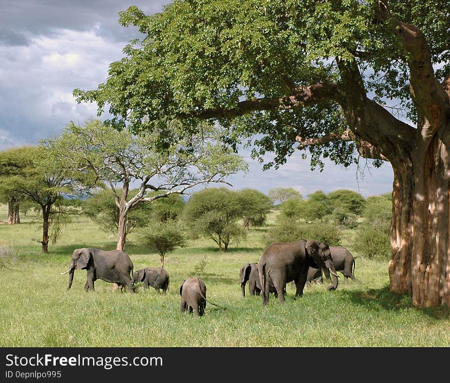 Gray Elephant Herd Under Green Tree on Green Grass Fields during Daytime