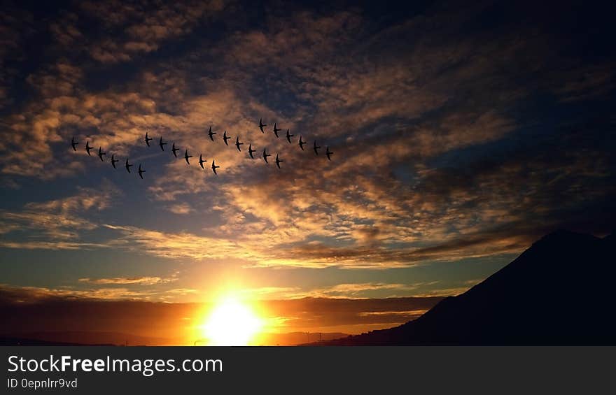 4 Rosw of Birds Flying