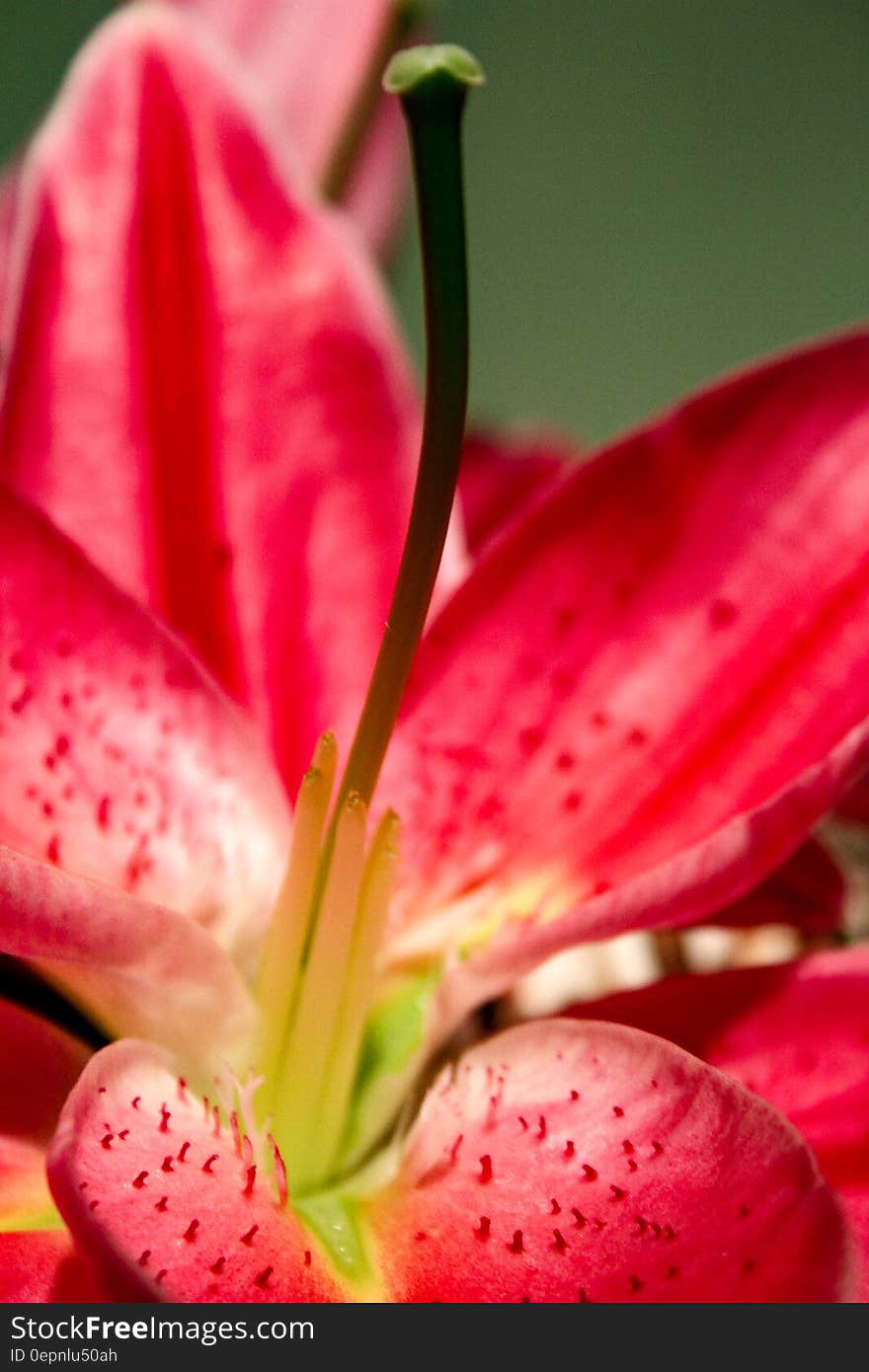 Red Yellow and Black Orchid