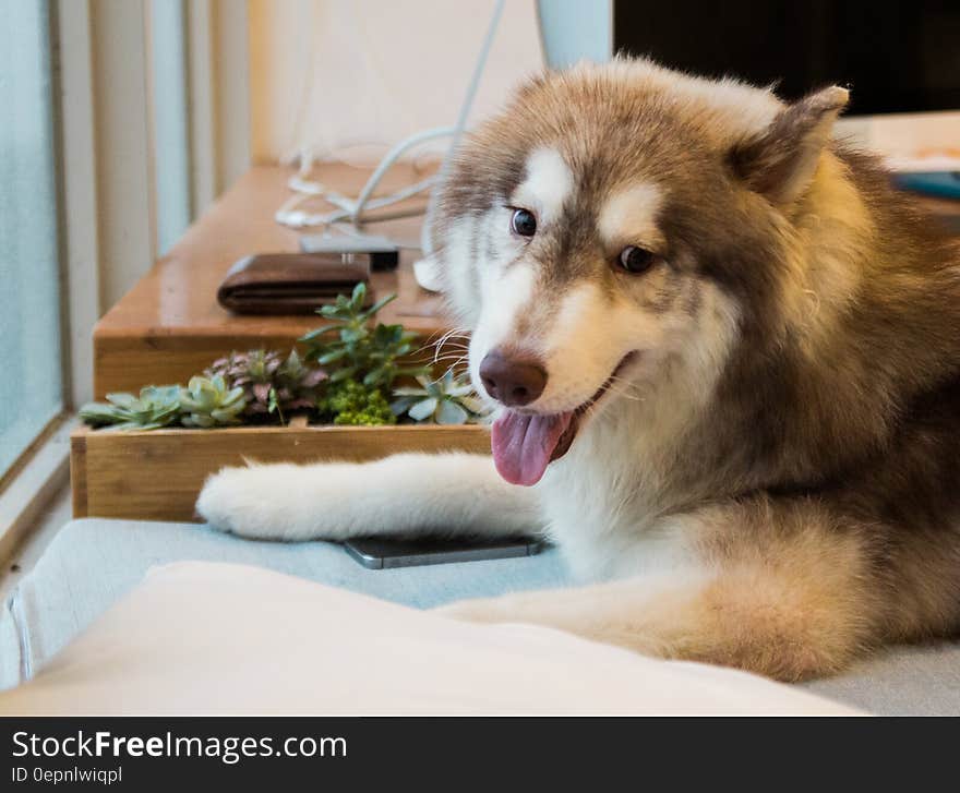 Indoor portrait of husky dog on living room chair.