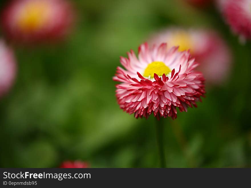 Shallow Focus Photography of Pink Flowers