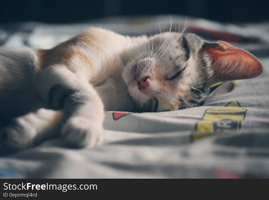 White Orange and Gray Tabby Cat Lying on Gray Textile