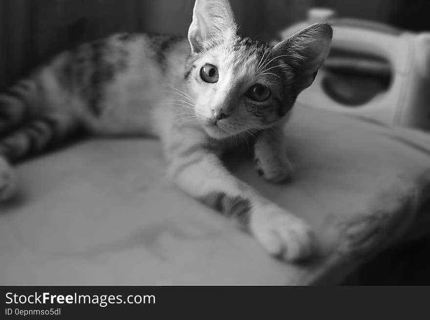 Black and White Photo of Cat